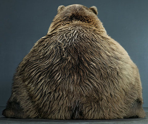 un oso visto por detrás